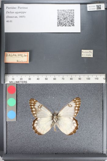 Media type: image;   Entomology 130563